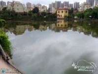 大鱼不能阻挡钓友的热情-老年活动中心钓鲫