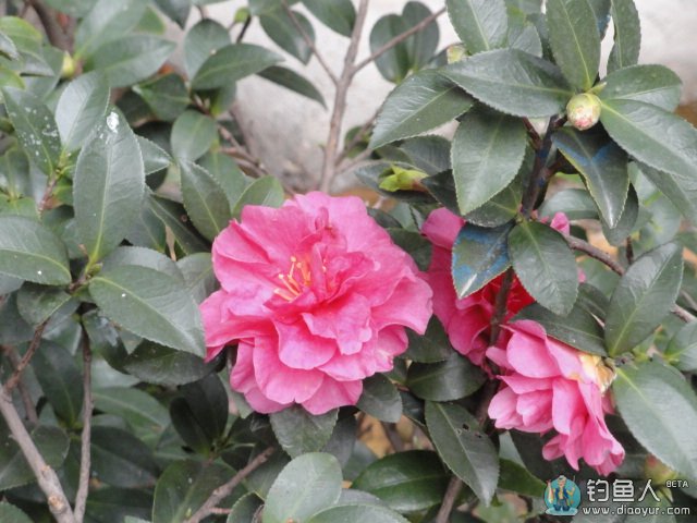 DSC01483.JPG