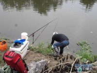 夏日雨后仁和河边出钓擒获野生草鱼和鲤鱼