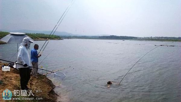 水中遛鲤鱼 水中遛鲤鱼