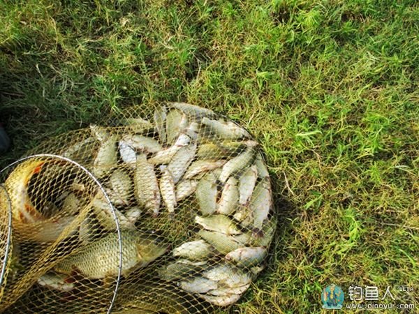 燕山水库钓鲤鱼 燕山水库钓鲤鱼