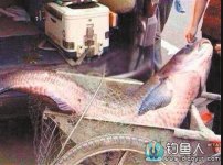 重庆某河沟惊现体长3米重约300斤疑为水怪的大鱼