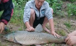 四人垂钓云竹水库，斩获28斤野生大草鱼