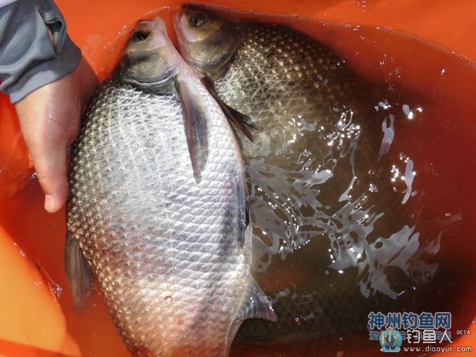 回家把大鳊下锅,来一个葱油鳊鱼,很美味的!