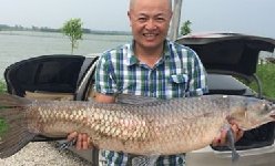 岳阳东湖破个人记录单尾中青鱼32.4斤
