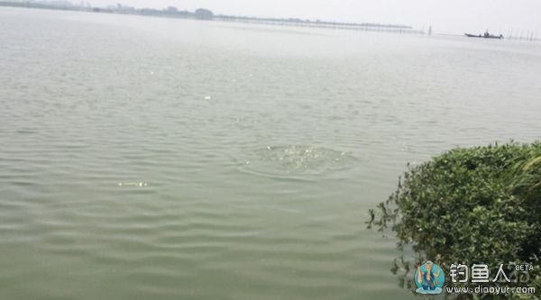 大鱼浮出水面