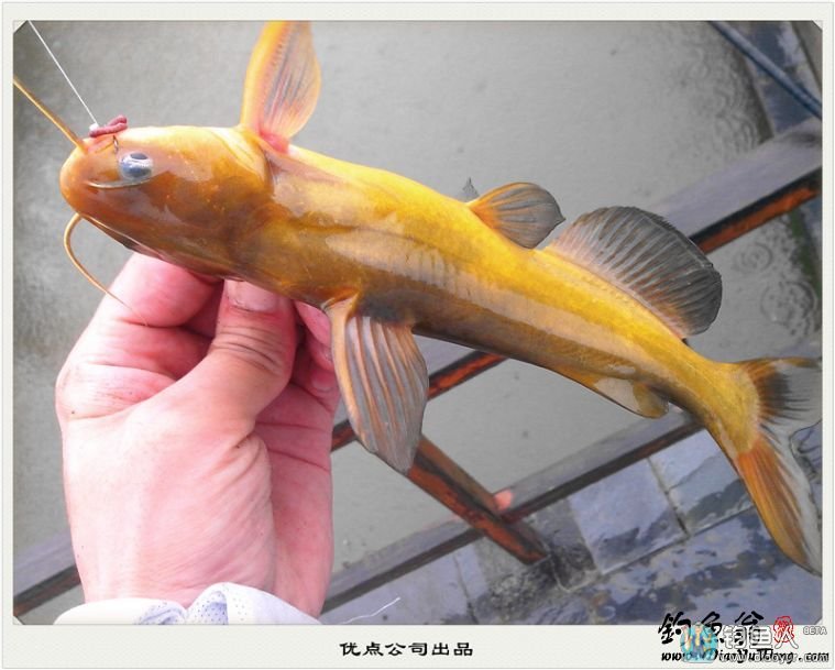 散养塘雨中垂钓斩获3条大草黄颖鱼鳊鱼