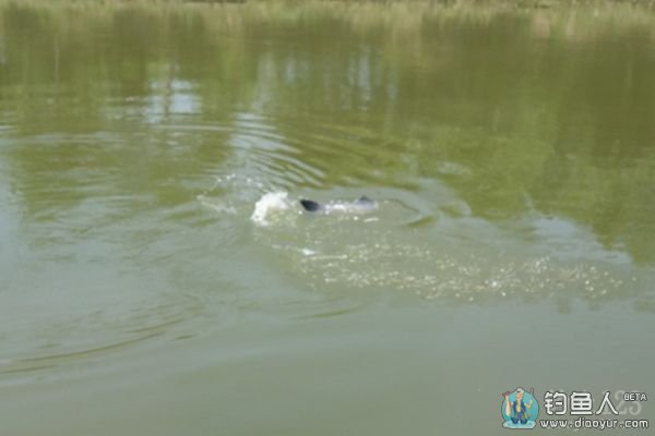 钓大鱼 钓大鱼