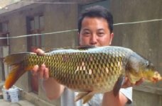 江河湖库野钓大鲤鱼(附窝料制作过程技巧)
