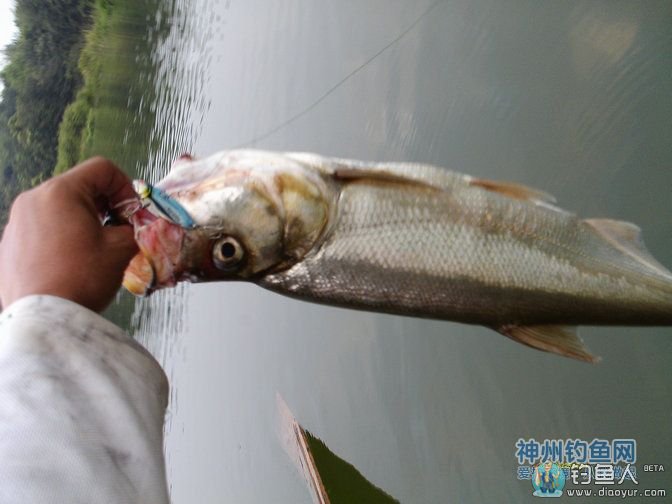 湖泊中路亚擒获大翘嘴数条