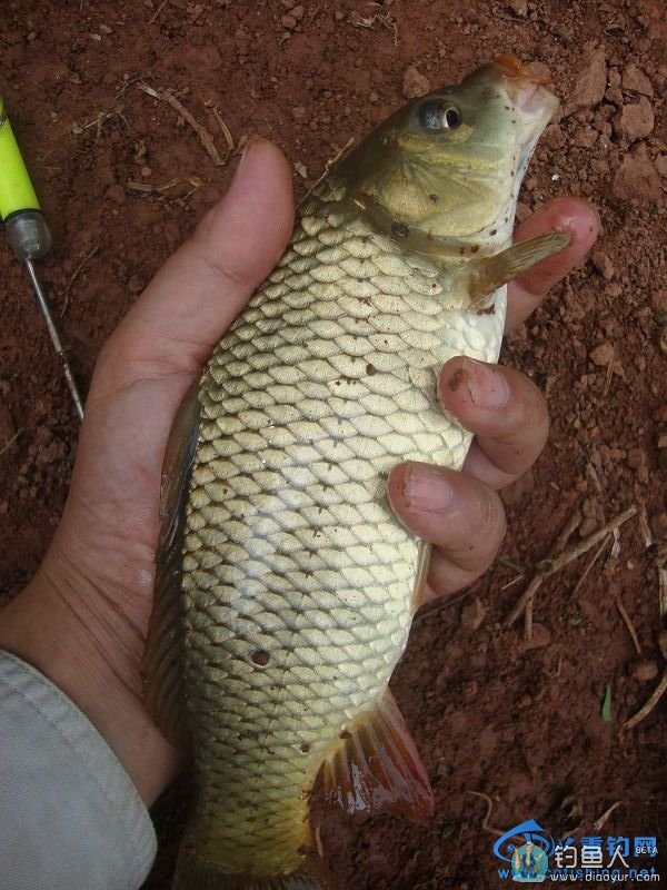 八一建军节到了送给解放军的翘嘴鲤物