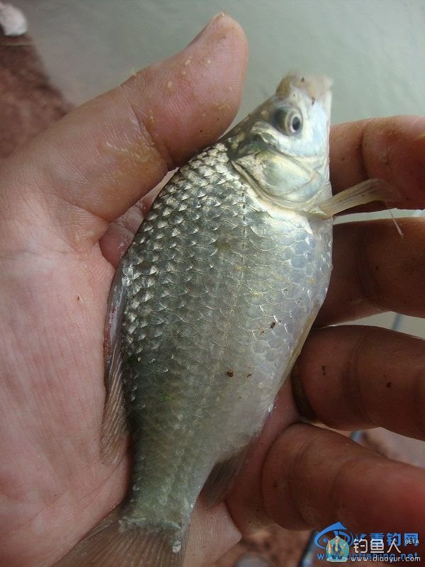 八一建军节到了送给解放军的翘嘴鲤物