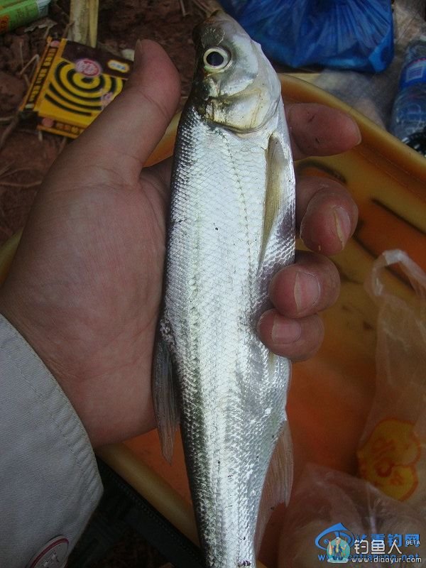 八一建军节到了送给解放军的翘嘴鲤物