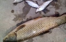 老家洪河作钓 擒获美鲤、大草、鳙鱼