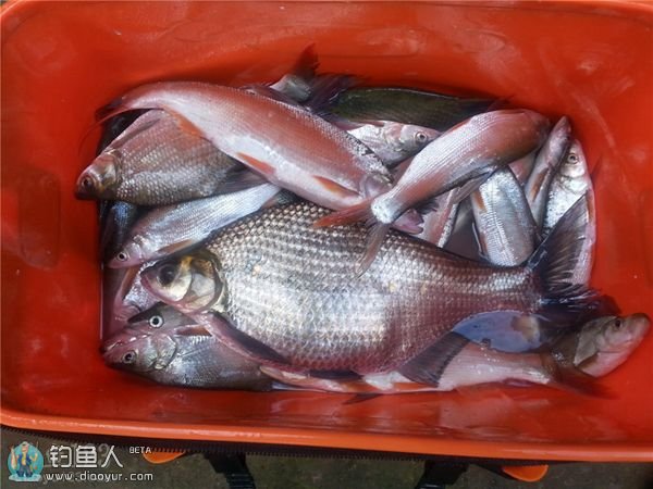 夏釣升鍾湖水庫破個人記錄,擒獲大鯿魚