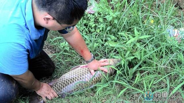 水库钓大鲤鱼 水库钓大鲤鱼