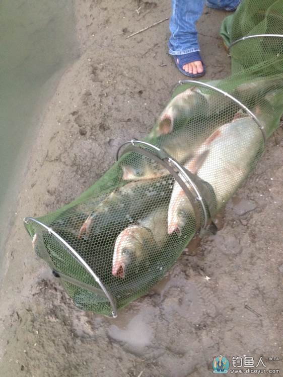 野钓通城倒肘湾水库斩获大鲢鳙完全爆护