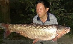 作钓古田翠屏湖 庆国庆爽钓单尾54斤大草鱼