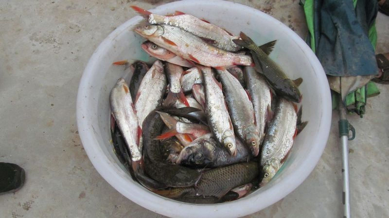 十一期间在升钟湖水库的各种大鱼狂拉大爆护