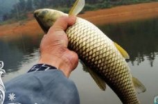岳麓区小型水库钓鱼行 鲢鳙鲤鱼草鱼来应战