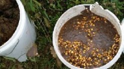 钓大鱼牛粪玉米粒窝料 史上超级重口味