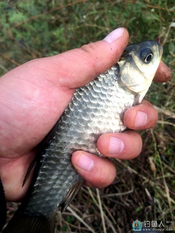 无名野河老菜地钓浅 惊喜收获上斤大板鲫鱼