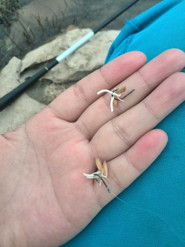 东江湖顶着小雨兄弟二人博到小草鱼