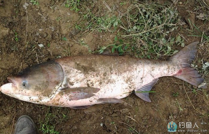 冬钓华湖斩获近40斤巨型鲢鳙破个人纪录