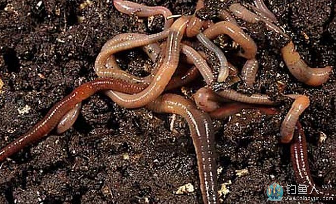 蚯蚓常用的三种穿钩法介绍