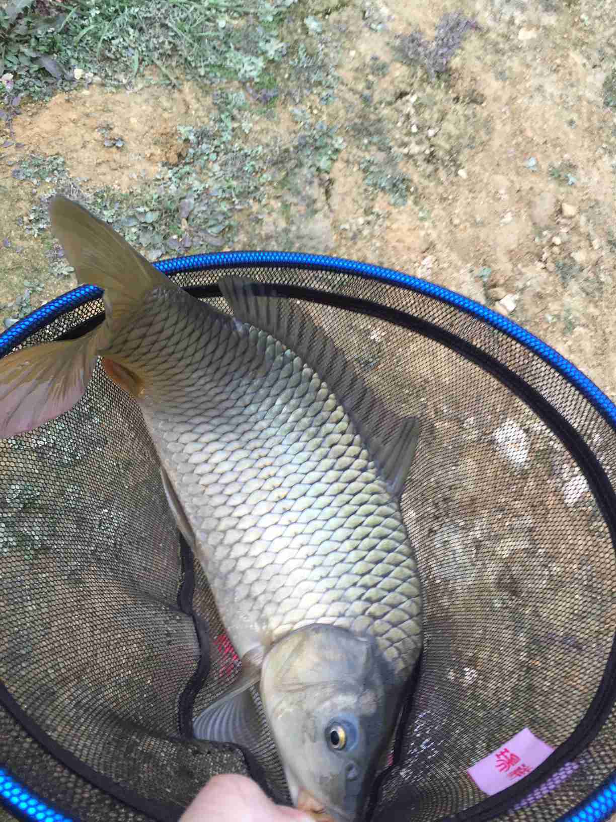 新年抽空水庫來釣魚大鯉魚大鯽魚出水來