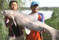 游钓中国第一季11集：李大毛八里河钓获40斤大青鱼 [视频]