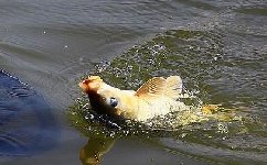春季钓鲤鱼的几点经验与重要信息