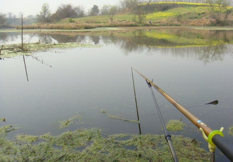 菜花黄探钓荆门张场野河荡 半天多就爆护 - 钓鱼人