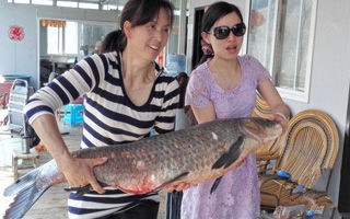 圆梦野钓万峰湖 狂拉大草鱼和大青鱼大爆护