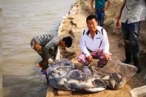 地瓜钓鱼：月牙湖再战鲤 不破两百不罢休 [视频]