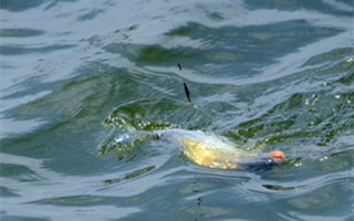 常见的鱼咬钩漂相判断方法及应对技巧