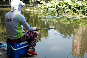 高手荷花塘练竿速钓幼鲫两百尾 [视频]