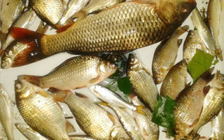 荷花池里把鱼钓  粗饵大钩上鲫来