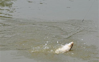 混养鱼塘钓鱼的线组搭配用饵技巧