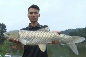 《江湖行》湘黔寻大草鱼 探秘刷谈钓 [视频]