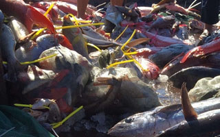 中沙群岛探钓之旅 海钓渔获惊达4千斤