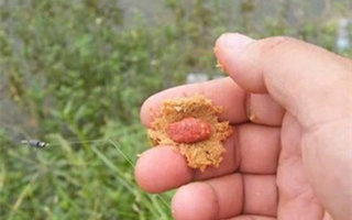 包食钓法的饵料制作和应用技巧