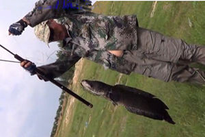 三本先生：雷强之杂草地逗钓9.8斤黑鱼 [视频]