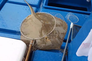 马湾海钓半日游 风雨中意外中获虹鱼 [视频]