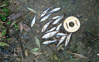 野外钓鱼应对小杂鱼闹窝的七个技巧