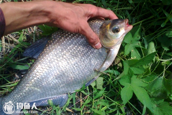 夏天釣鯿魚的選位選餌技巧及釣法要點