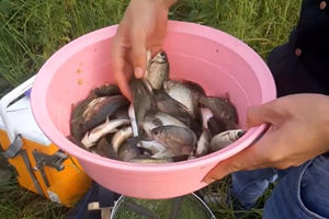 野钓日记06 水库探点撤水拉饵钓鲫鱼 [视频]