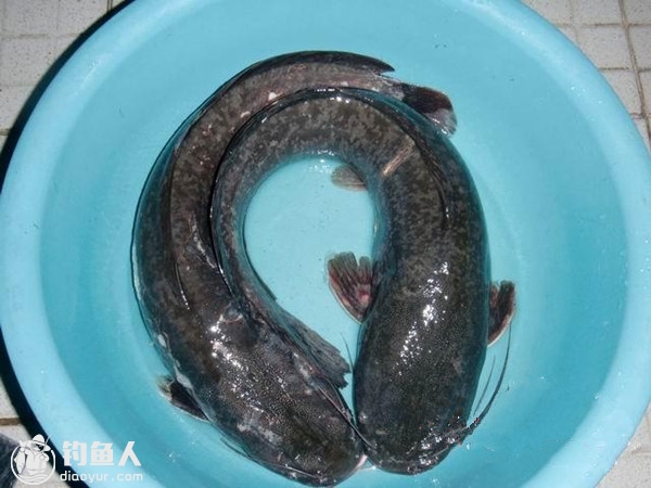 舌尖上的鱼宴之大蒜烧鲶鱼