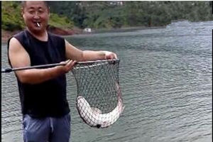 云南钓友小湾电站擒获14斤重野生泰国鲮 [视频]