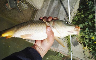 返乡作钓钓组遇袭惹人恼  三包试饵初试野塘获鱼爽